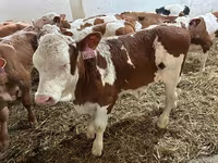 सांड, Simmental cattle — फ़ोटो 2