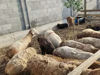 Ոչխար, Ոչխարներ — լուսանկար 6