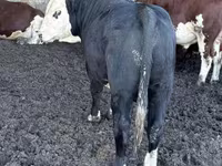 Bulle, Simmental cattle — Foto 2