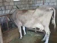Kuh, Swiss cattle — Foto 4