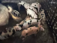 Sow, Pigs — photo 2
