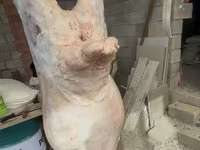 Խոյ, Merino sheep — լուսանկար 1