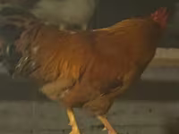 Chickens — 2-сурет
