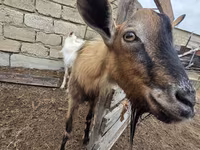 Էգ այծ, Saanen goat — լուսանկար 4
