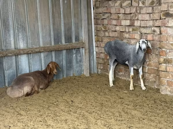 Ոչխար, Arashan sheep