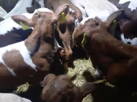 Touro, Simmental cattle — foto 2