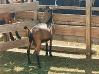 Արու այծ, Alpine goat — լուսանկար 1