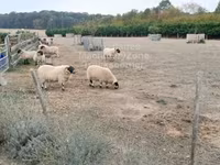 Խոյ, Scottish Blackface sheep — լուսանկար 1