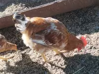Chickens — լուսանկար 1