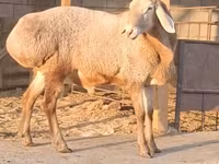 公羊, Hissar sheep — 照片 1