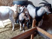 母山羊, Goats — 照片 4