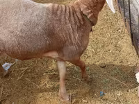 Խոյ, Katum sheep — լուսանկար 4