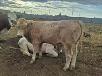 Ցուլ, Latvian Blue cattle — լուսանկար 6