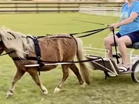 Ձի, Miniature horse — լուսանկար 7