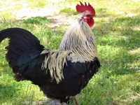 Chickens — լուսանկար 3