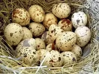 Լորի ինկուբացիոն ձու — Foto 2