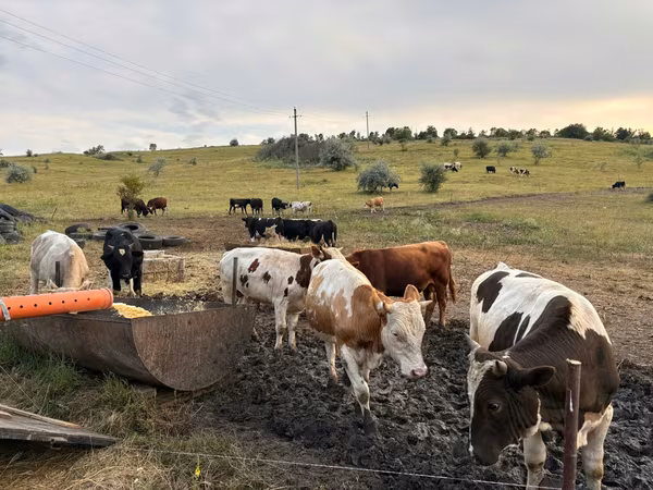 Toro, Simmental cattle