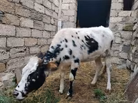 بقرة, Russian Black pied cattle — الصورة 2