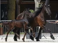 حصان, Friesian — الصورة 1
