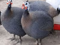 व्हाइट — फ़ोटो 3