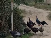 Turkeys — լուսանկար 5