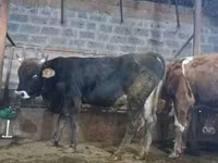 Ցուլ, Խոշոր եղջերավոր — լուսանկար 5