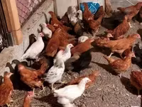 Chickens — լուսանկար 6