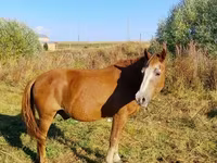 Cavalo, Cavalos — foto 2