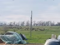 母羊, Edilbay sheep — 照片 2