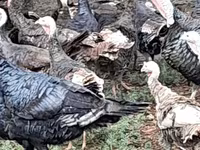 Turkeys — الصورة 5