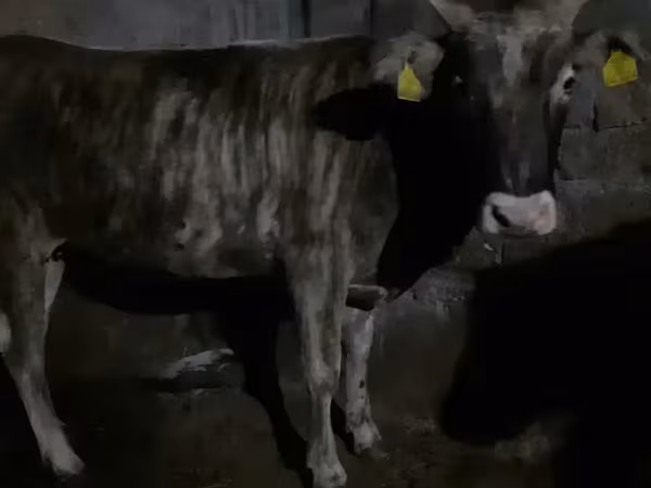 Կով, Խոշոր եղջերավոր