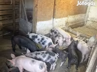 Sow, Pigs — photo 3