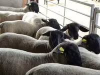 نعجة, White Suffolk sheep — الصورة 1