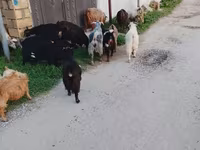 山羊（批次，未指定性别）, Goats — 照片 2