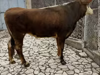 Kuh, Simmental cattle — Foto 5