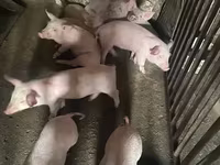 मादा सूअर, सूअर — फ़ोटो 1