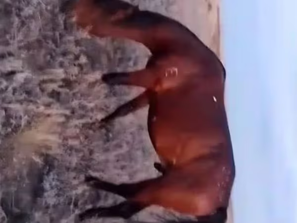 Конь, Лошади