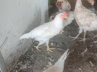Leghorn — photo 1