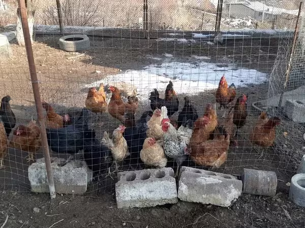 Chickens — Հայաստան
