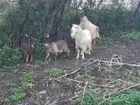 Արու այծ, Այծեր — լուսանկար 2