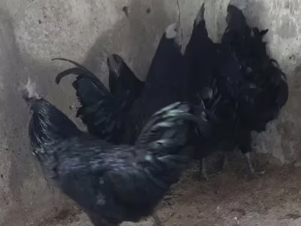 Այամ Չեմանի