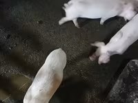 Sow, Pigs — photo 1
