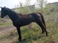Айғыр, Altai horse — 4-сурет