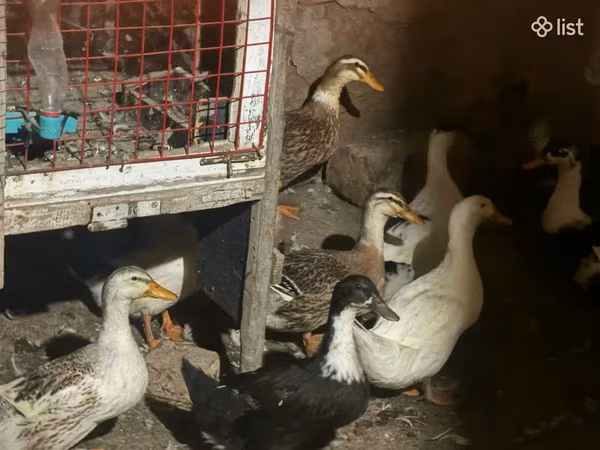 Ducks — Армения
