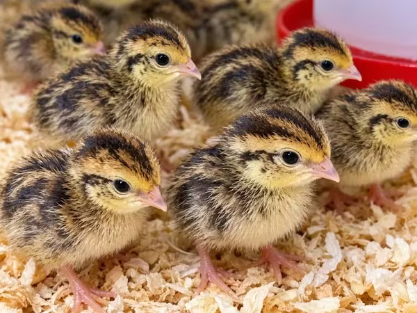 Quails — Armenia