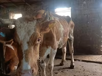 Vaca, Simmental cattle — foto 6