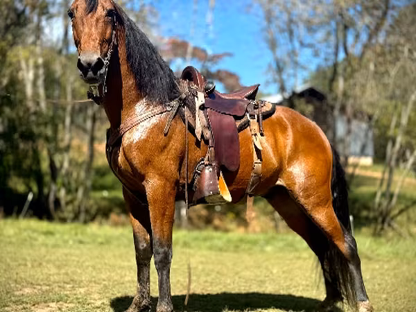 Ձի, Tennessee Walking Horse
