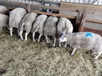Խոյ, Beltex sheep — լուսանկար 1