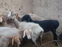 Ոչխար, Arashan sheep — լուսանկար 7