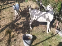 Էգ այծ, LaMancha goats — լուսանկար 1